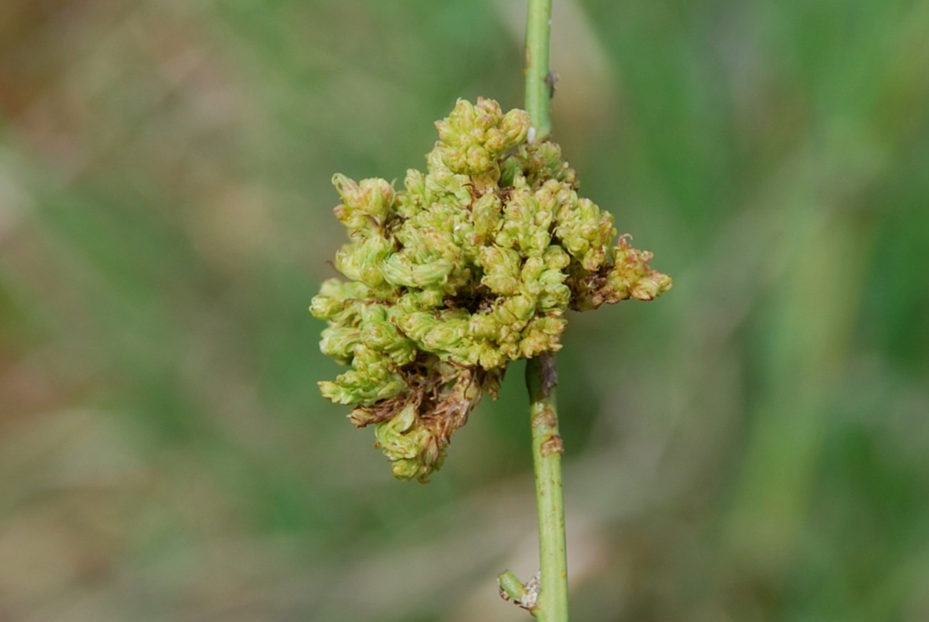 Aceria chondrillae - Eriophyidae