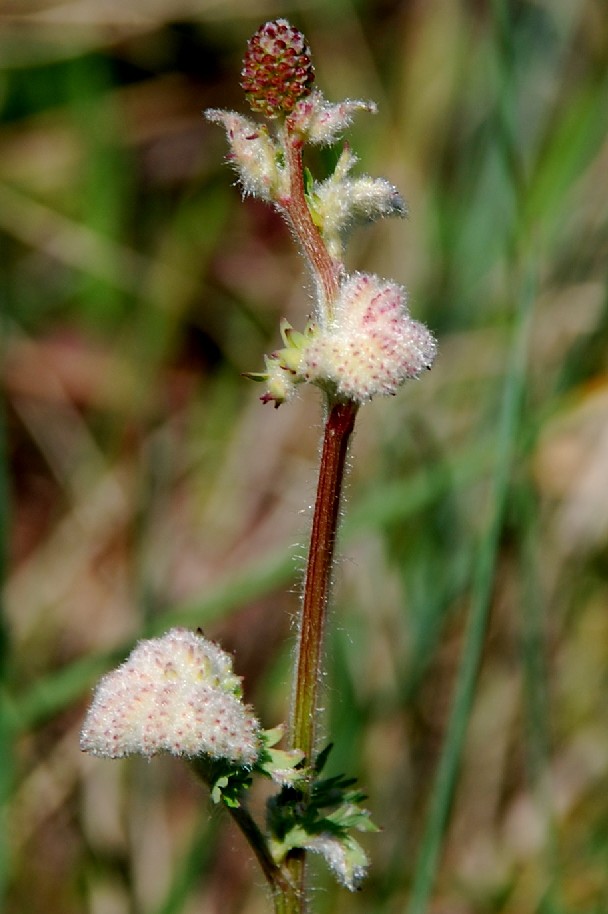 Aceria sanguisorbae - Eriophyoidea