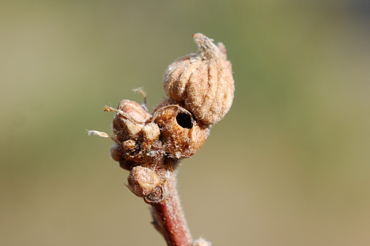 Andricus galeatus - Hymenoptera, Cynipidae 7