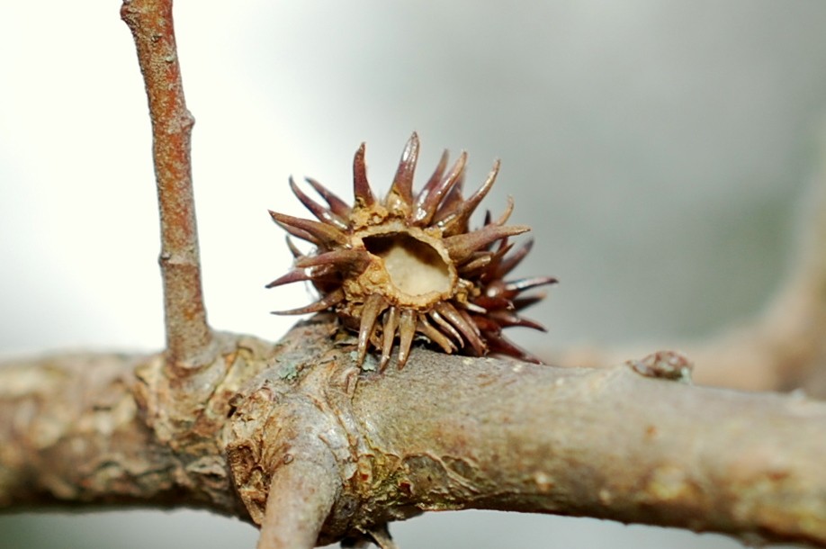 Andricus hystrix - Hymenoptera, Cynipidae 6