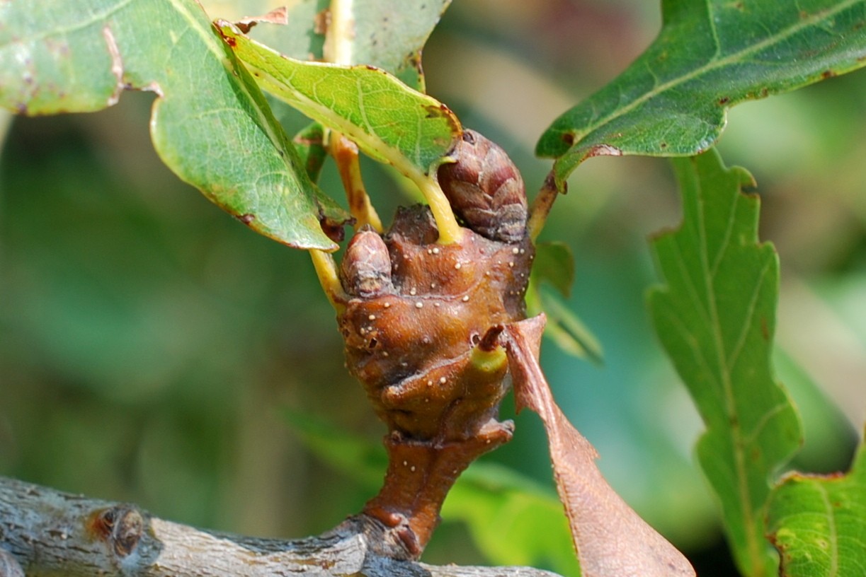 Andricus inflator - Hymenoptera, Cynipidae