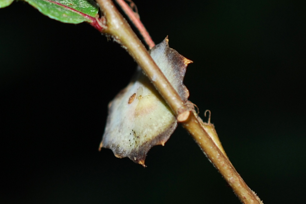 Andricus stefanii - Hymenoptera, Cynipidae 3