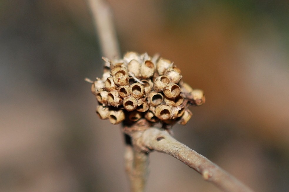 Biorhiza pallida - Hymenoptera, Cynipidae 3