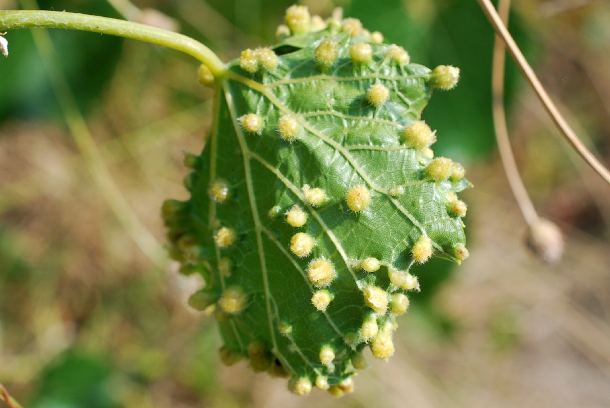 Daktulosphaira vitifoliae - Rhynchota, Aphidoidea 3