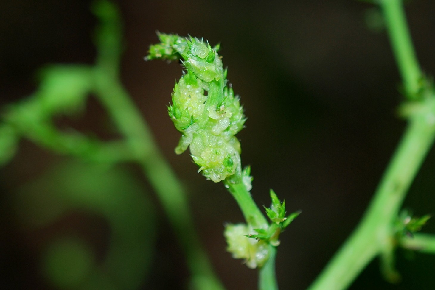 Dasineura asparagi - Diptera, Cecidomyiidae