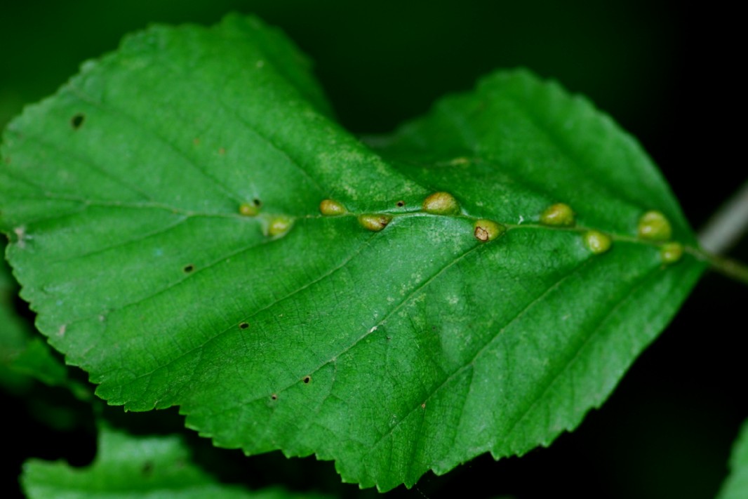 Eriophyes inangulis -  Acari, Eriophyoidea  - (Alnus glutinosa)
