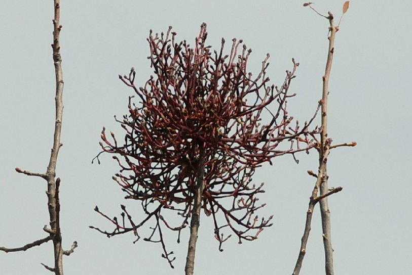 Eriophyes pistaciae - Acari, Eriophyoidea (Terebinto)