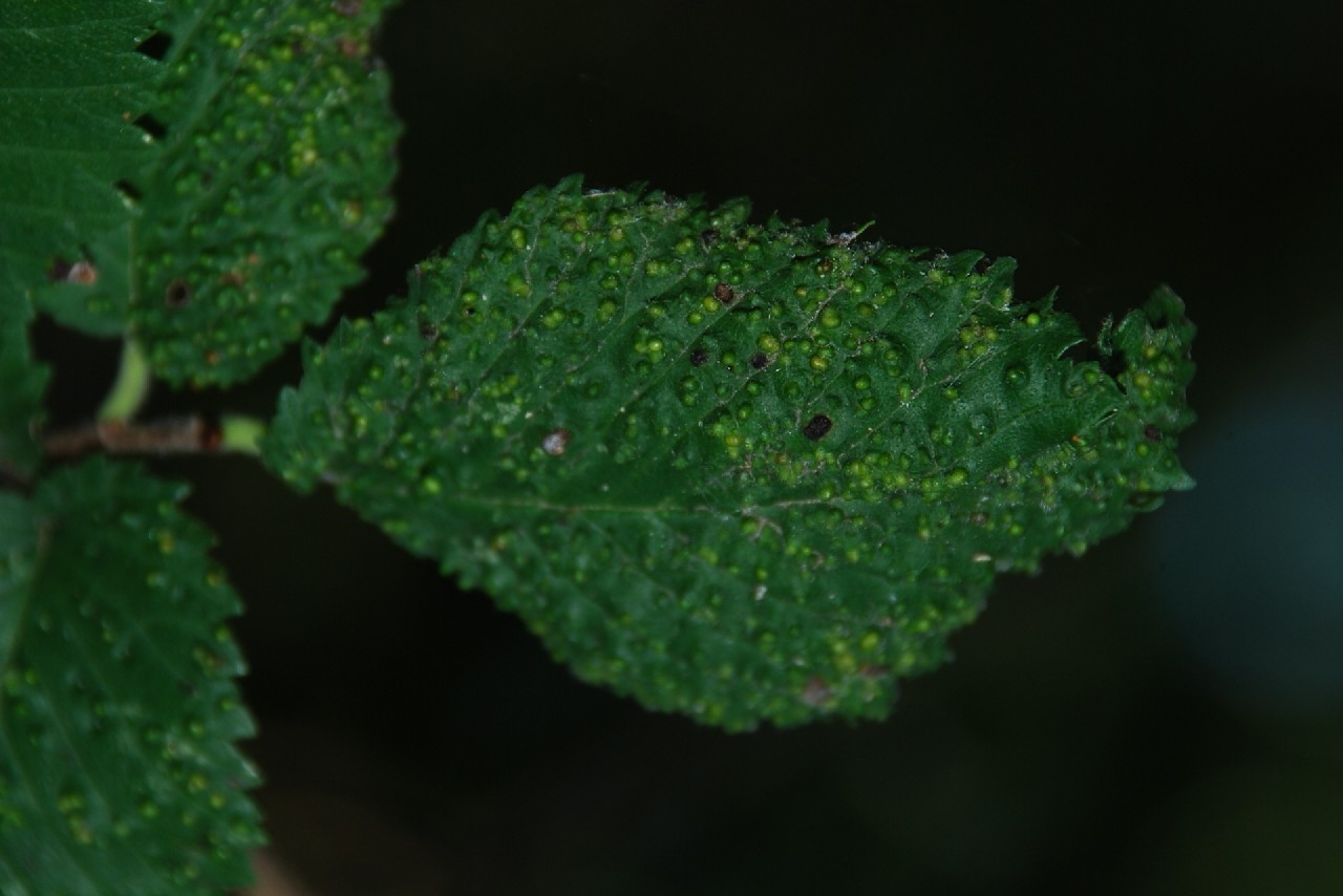 Eriophyes ulmicola - Acari, Eriophyoidea