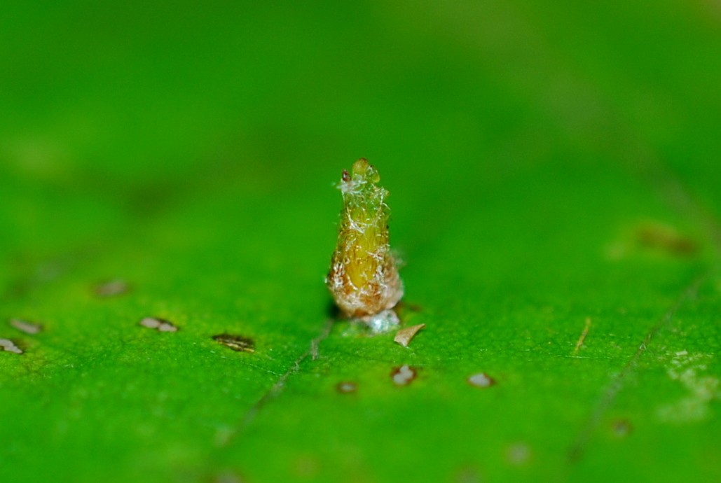 Hartigiola annulipes - Diptera, Cecidomyiidae
