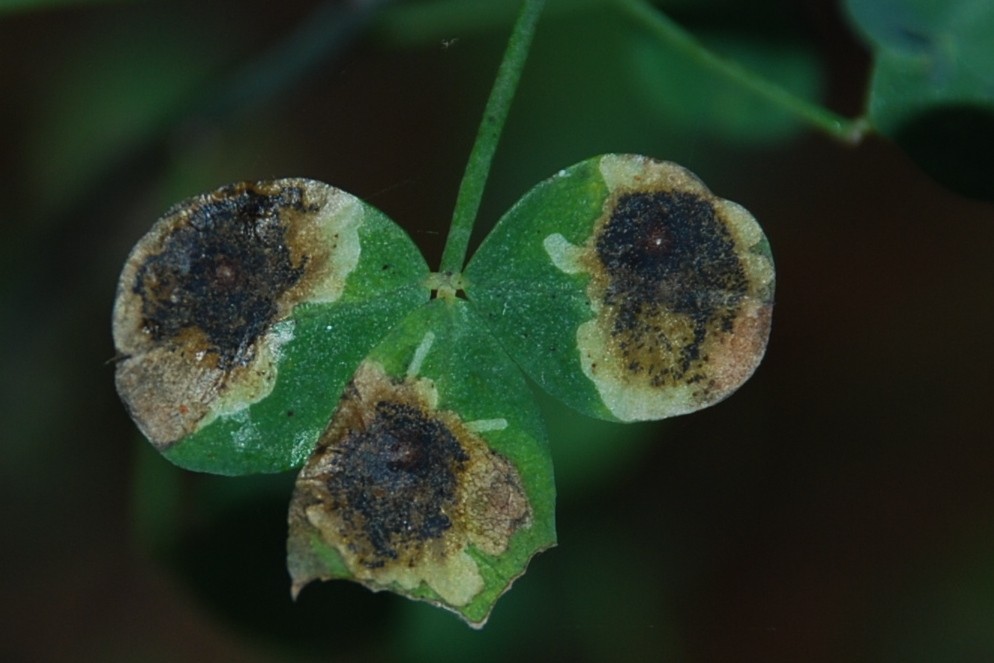 Mine fogliari su Cytisophyllum sessilifolium