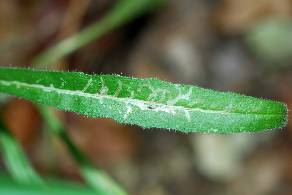 Mine fogliari su Picris hieracioides - Aspraggine comune