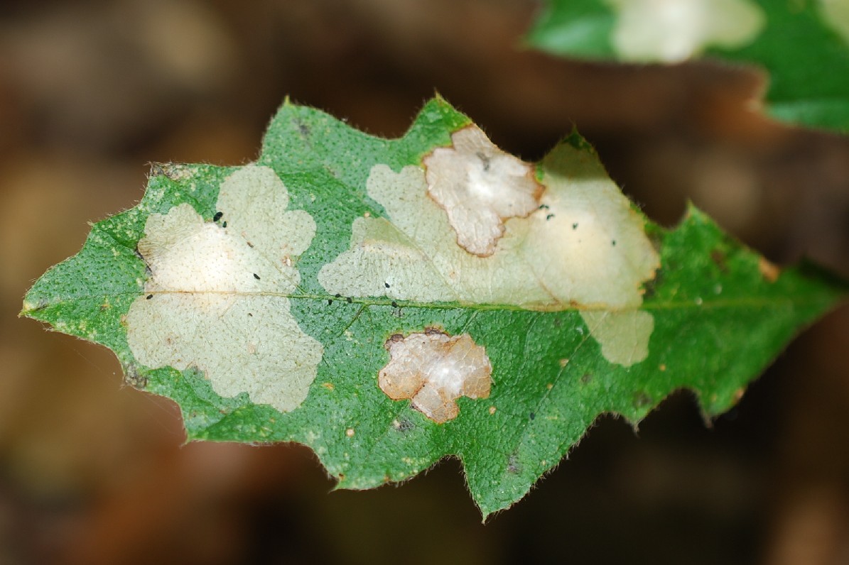 Mine fogliari su Quercus pubescens  - Roverella 3