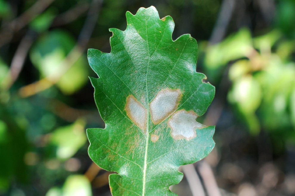 Mine fogliari su Quercus pubescens - Roverella 4