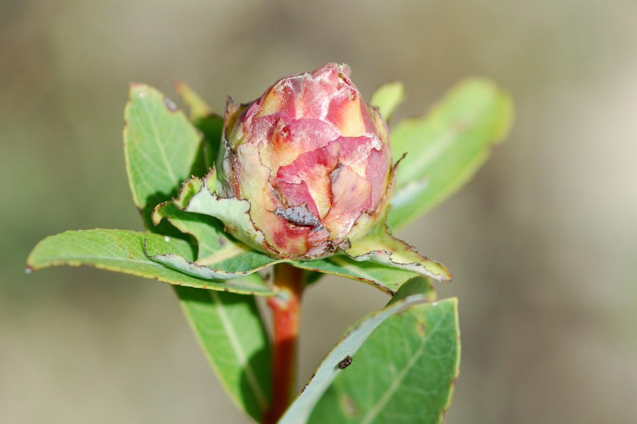 Rhabdophaga rosaria - Diptera, Cecidomyiidae  (Salice)