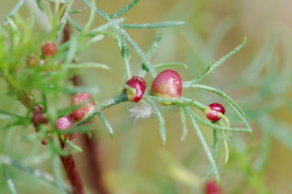 Rhopalomyia baccarum - Diptera, Cecidomyiidae - (Artemisia campestris)