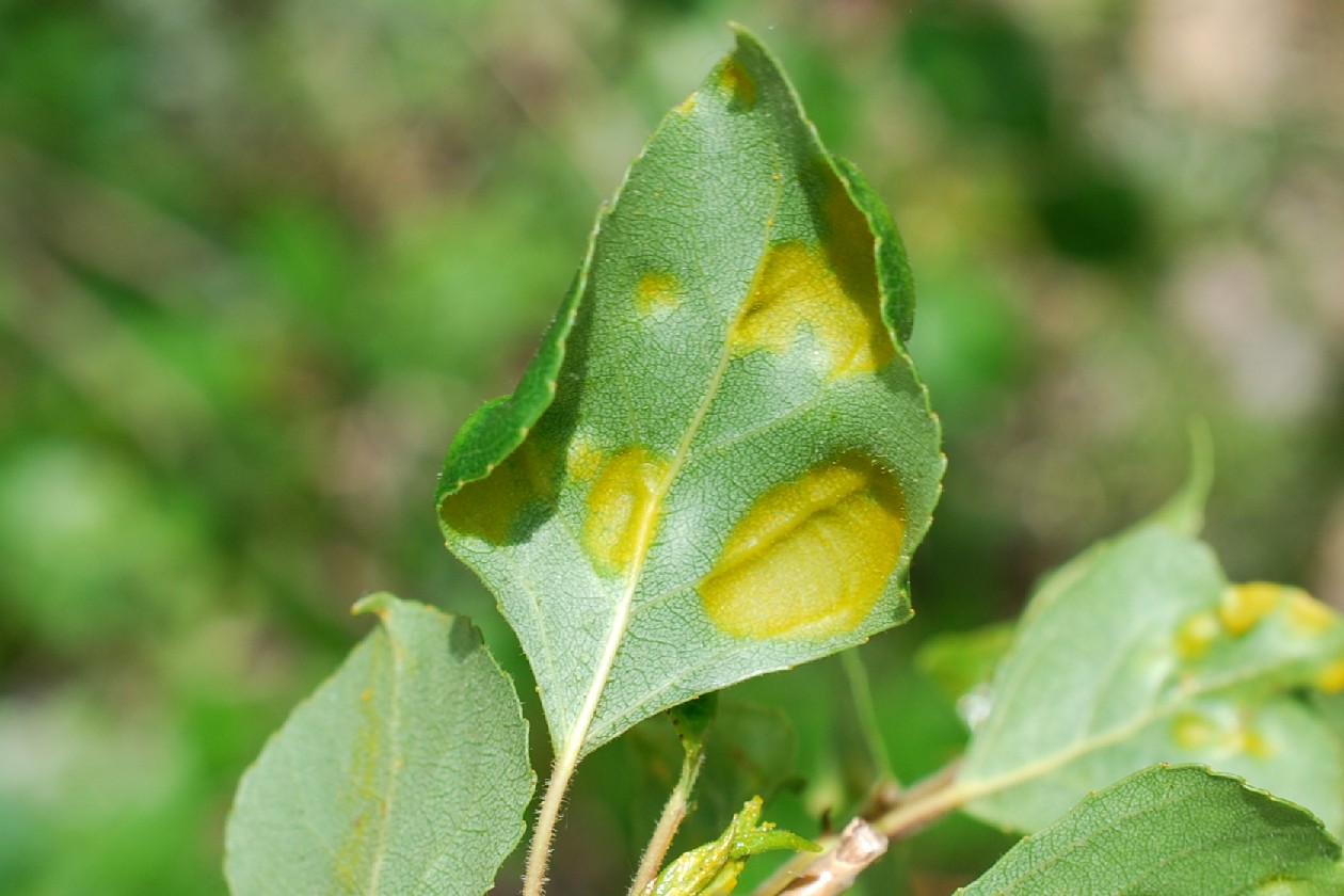Taphrina populina - Taphrinales, Taphrinaceae (Populus nigra) 3