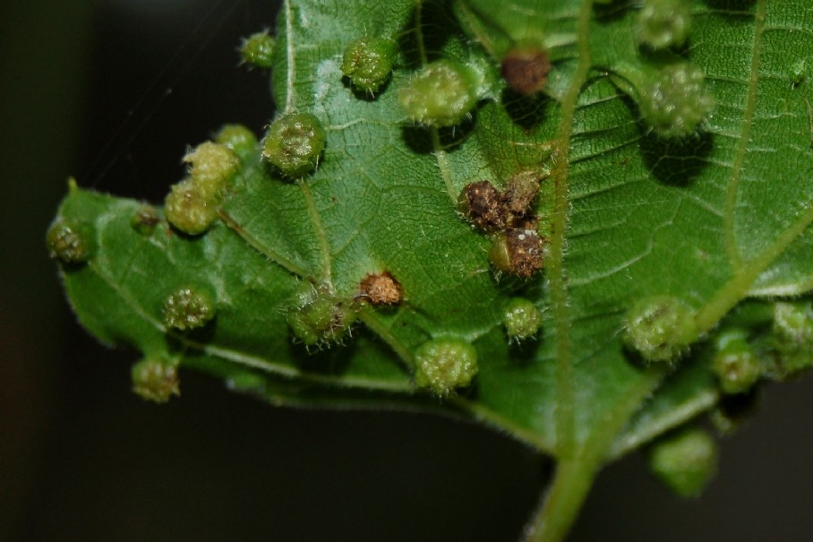 Daktulosphaira vitifoliae - Rhynchota, Aphidoidea