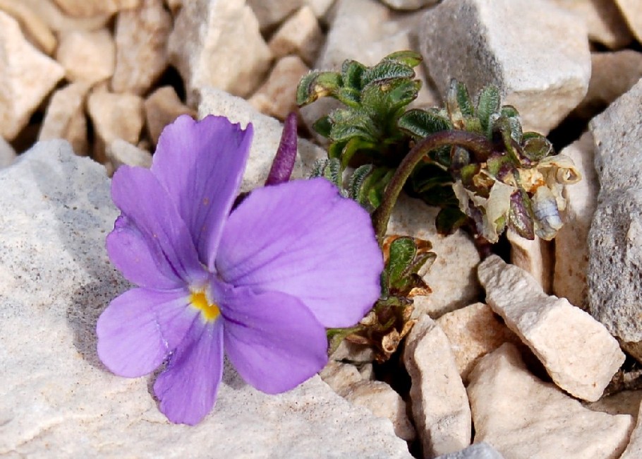 Flora d'Abruzzo